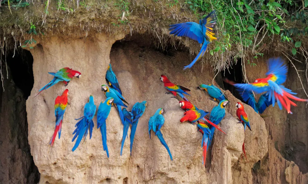 Colpa de Loros de Cachuela