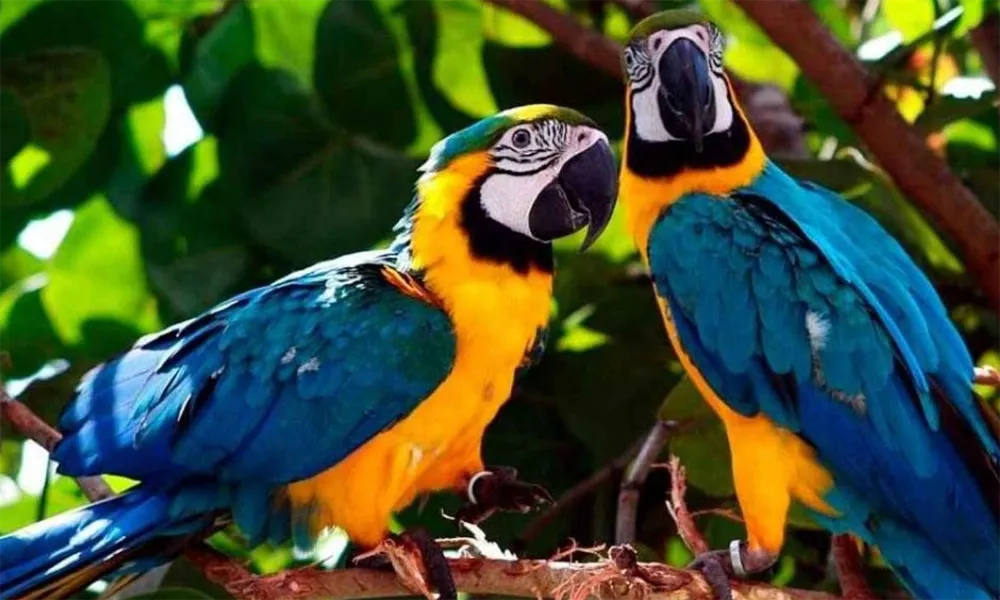 Colpa de Loros de Chuncho