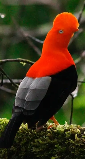Manu Tour 3 Days / 2 Nights from Cusco | Amazon Rainforest