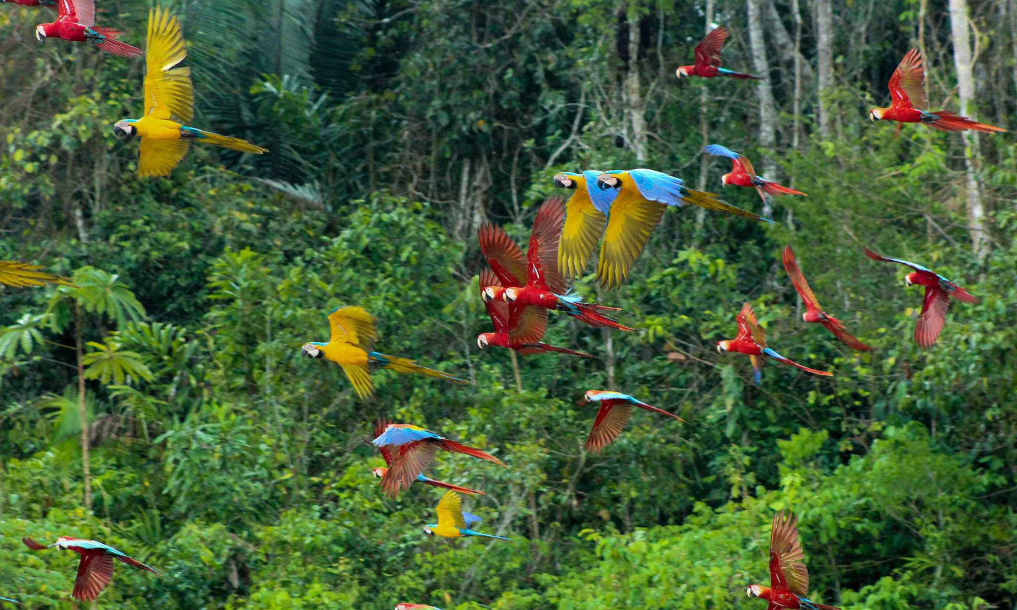 Colpa de Loros de Chuncho