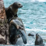 Islas Ballestas en Paracas