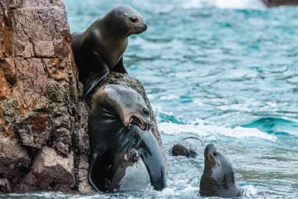 Islas Ballestas en Paracas