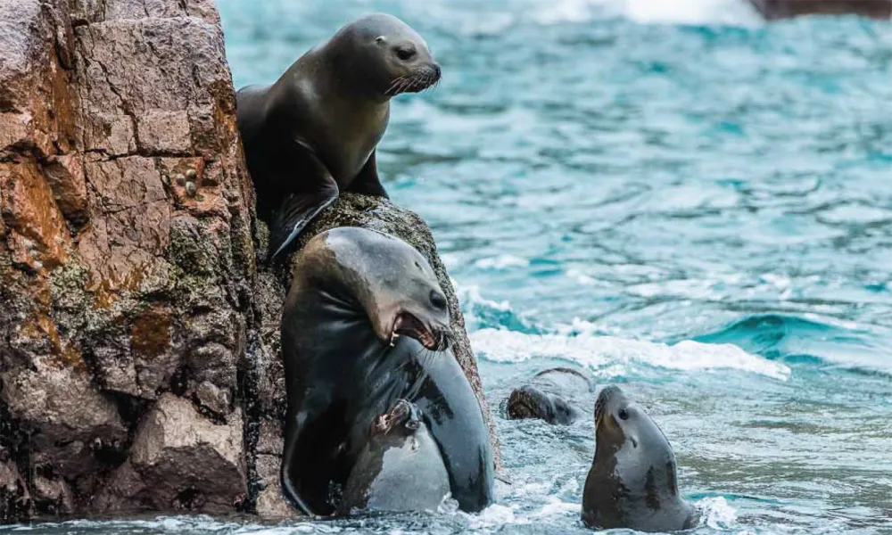 Islas Ballestas en Paracas