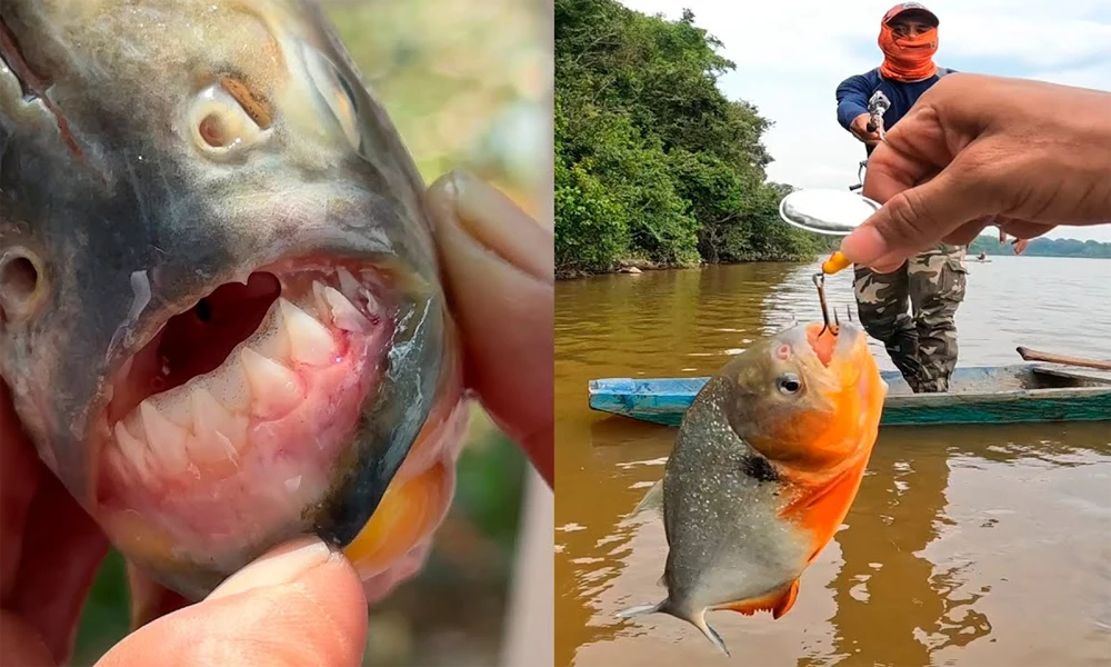 Piraña Tour: ¡Atrápala si puedes! |  Rio Tambopata |