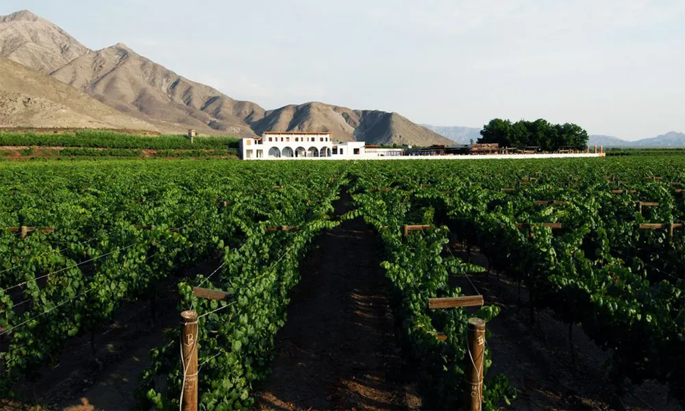 Ruta del Pisco