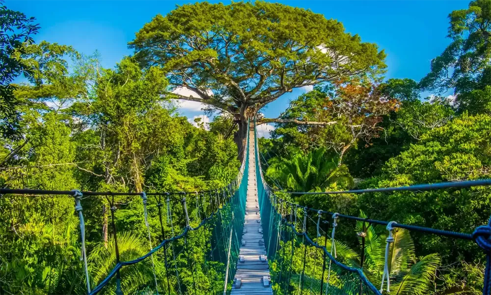 Tambopata