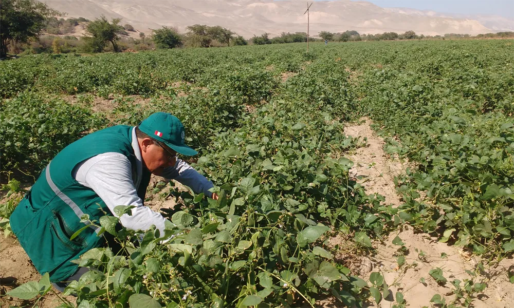 El Rol Del Clima Y El Terroir En La Calidad Del Pisco