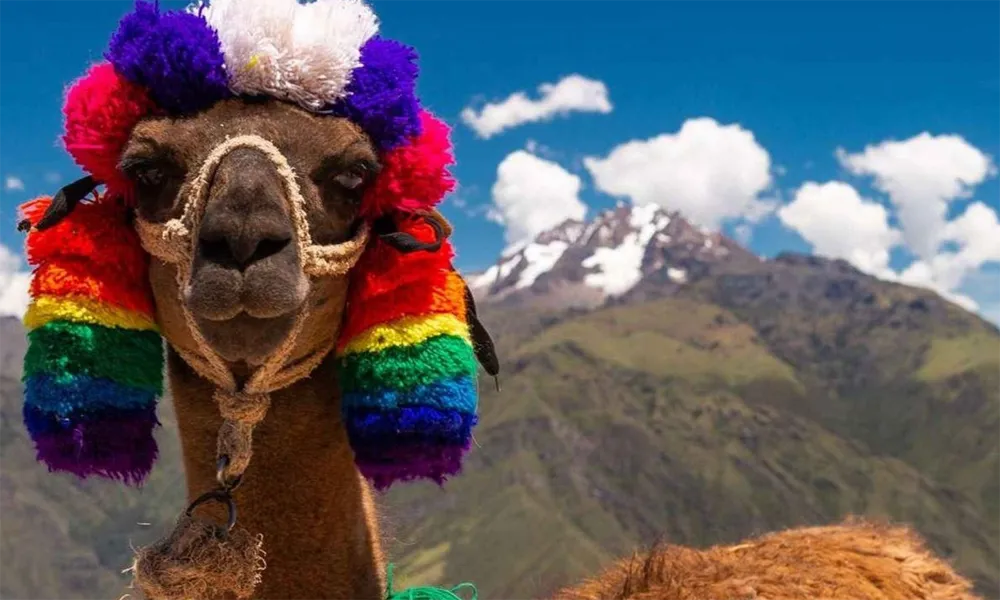 alpacas-llamas-