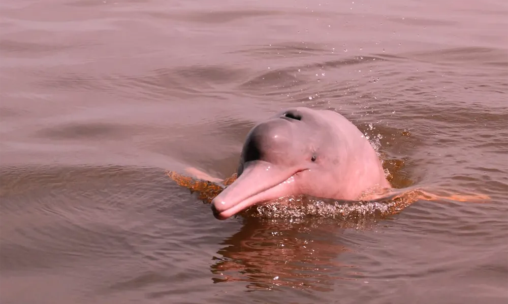 Avistamiento de Delfines Rosados en Loreto