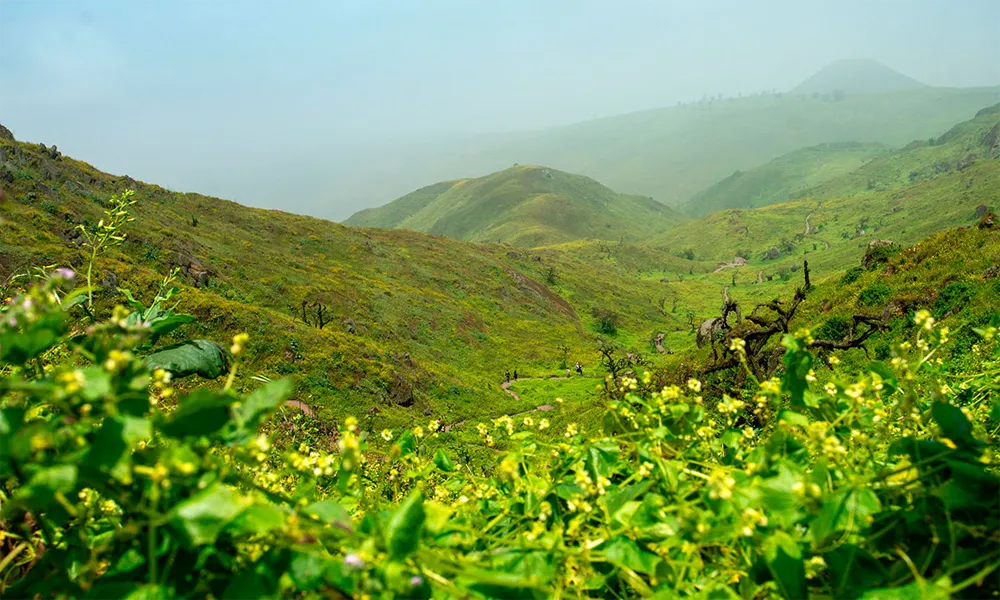 Lomas de Lachay
