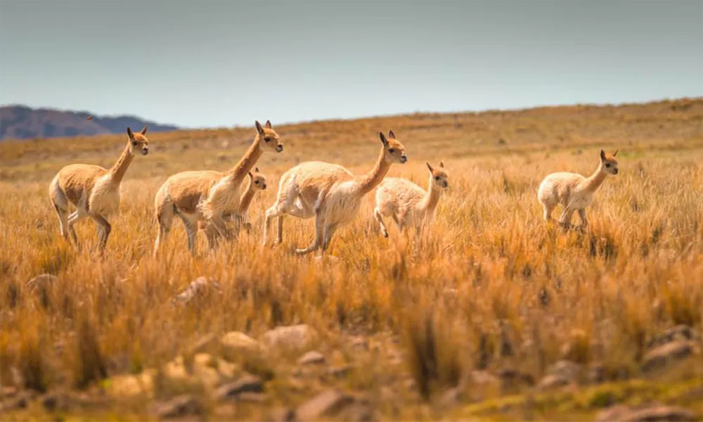 Pampas Galeras