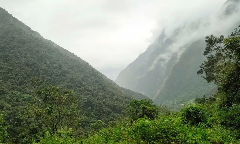 bosque-neblina-