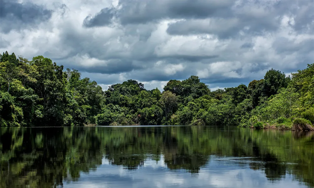 Selva Peruana