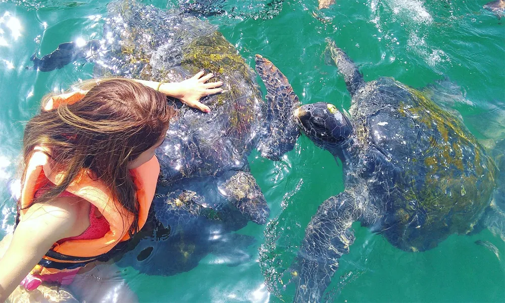 tortugas