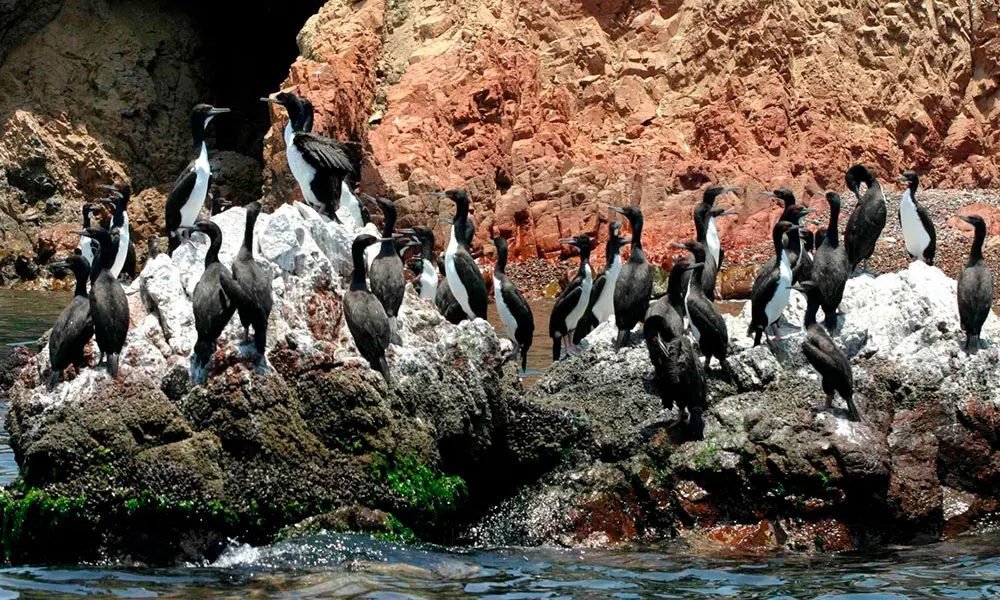 Ballestas Islands Tours Paracas