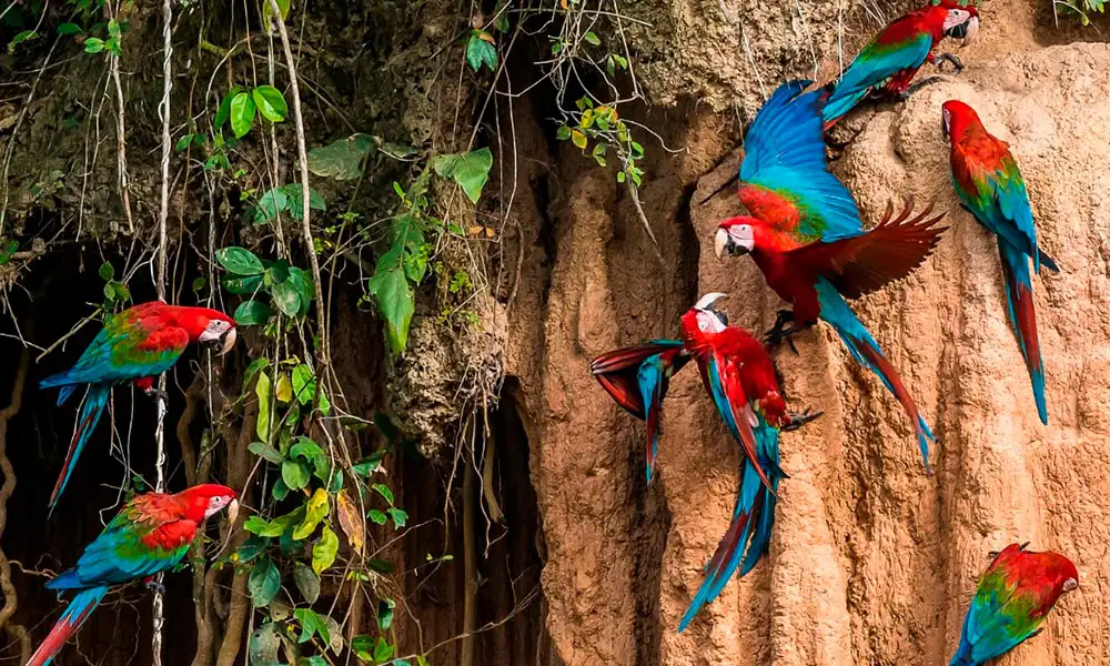 Passeio pelo Parque Nacional de Manu 3D/2N