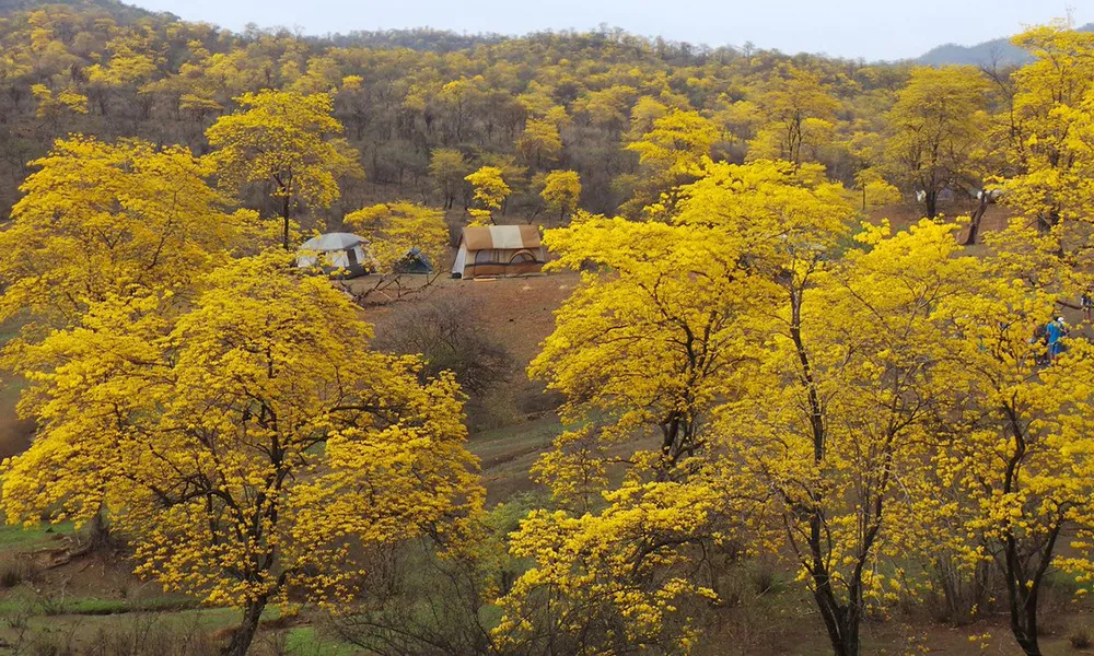 Bosque Seco de Amotape