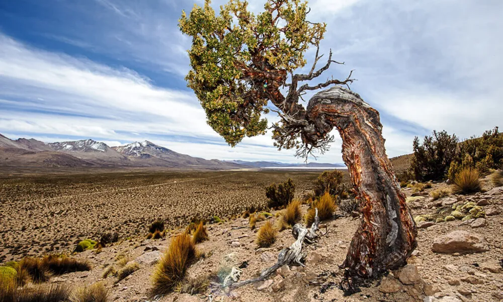 Bosque de Queñuales en Tisco