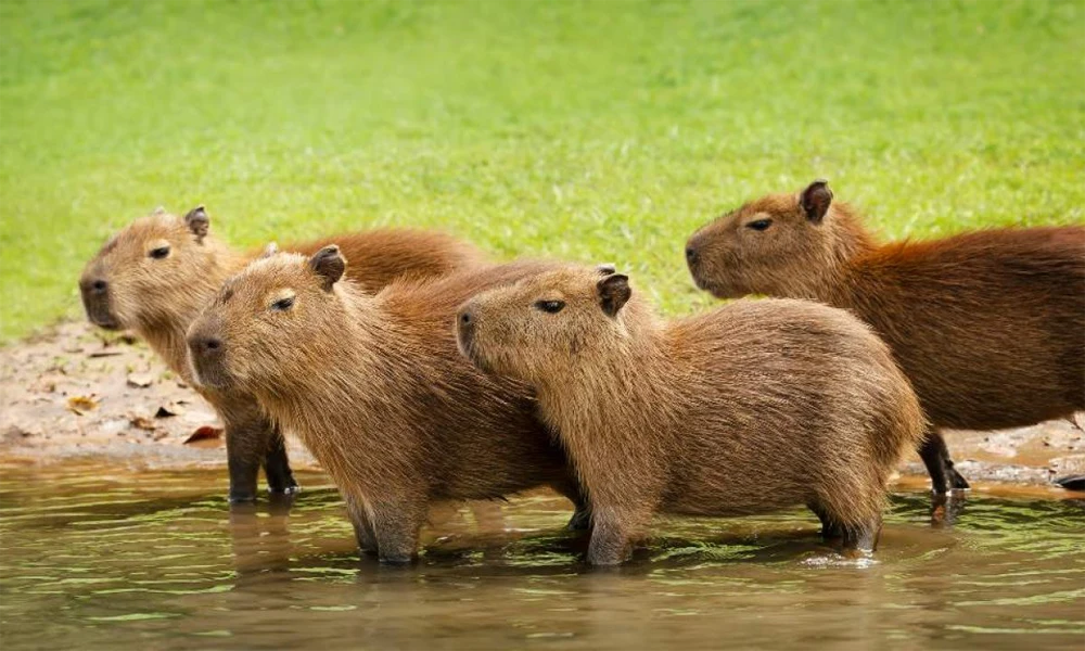 Wild Route: Capybaras and Amazon Sunset
