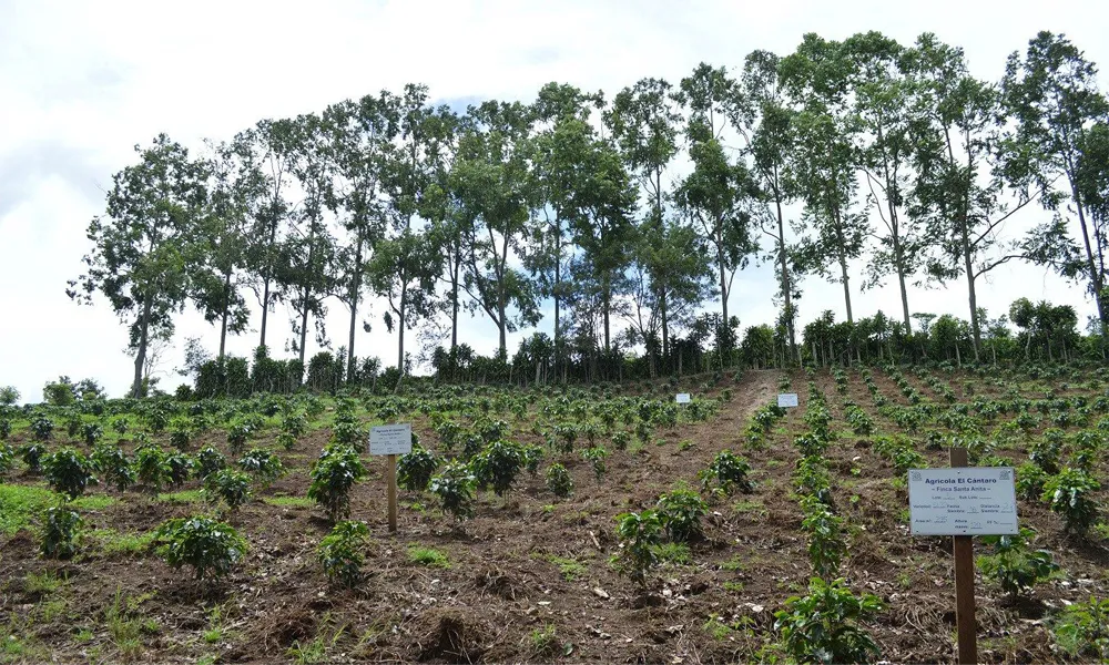 Café experimental cultivado en ecosistemas extremos