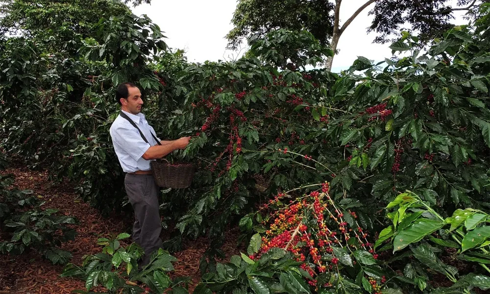Destinos Emergentes Para El Turismo Cafetero