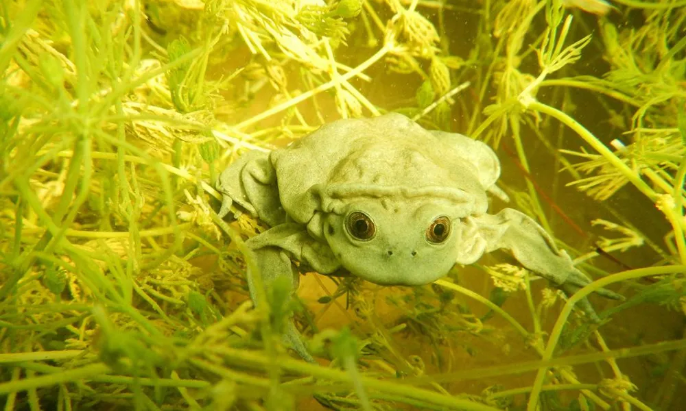 El sapo gigante del Titicaca y su conservación