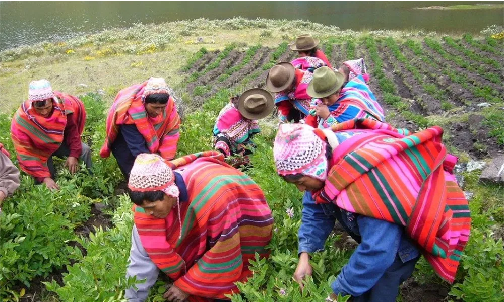 El uso ancestral de plantas marinas comestibles en Perú