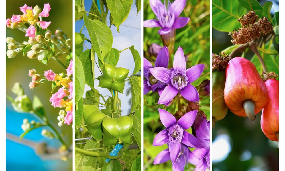Plantas que emiten luz en la selva amazónica