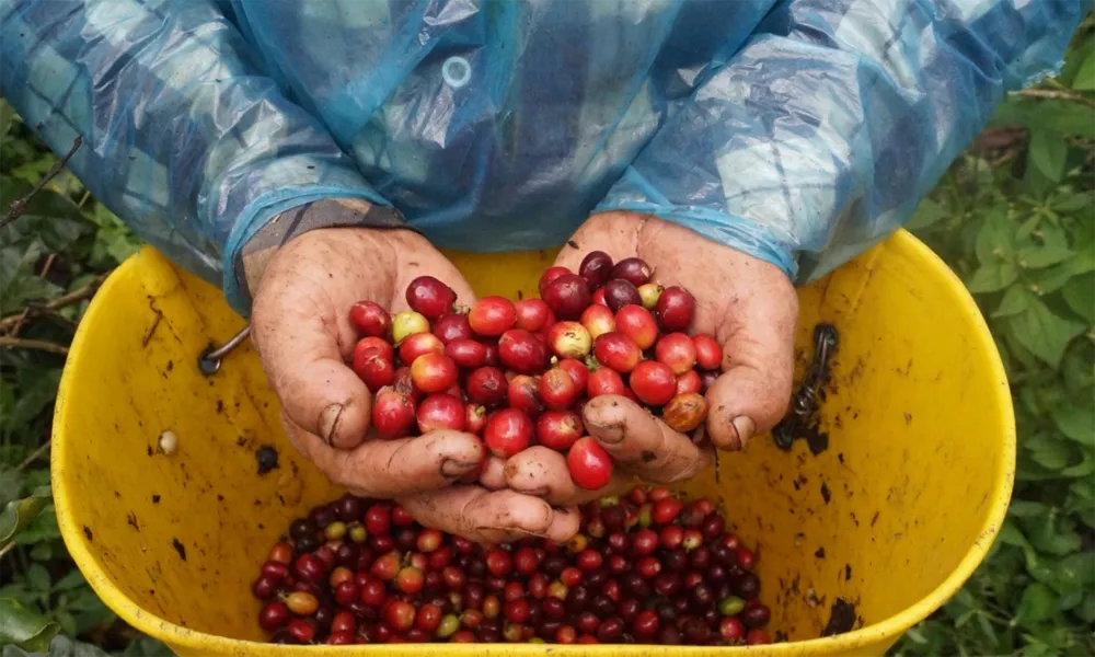 Pulpa de Café