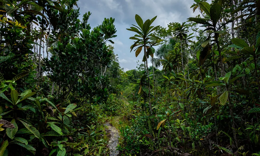 Ruta hacia Allpahuayo-Mishana