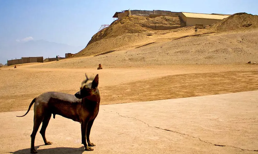 Santuario Histórico de Huaca Prieta
