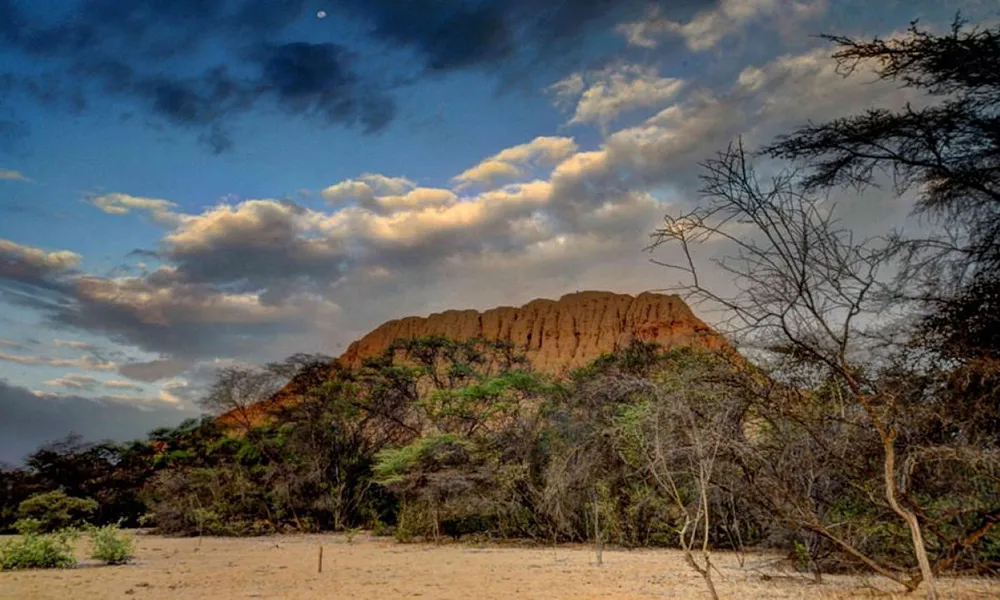 Bosque de Pómac y sus huarangos milenarios
