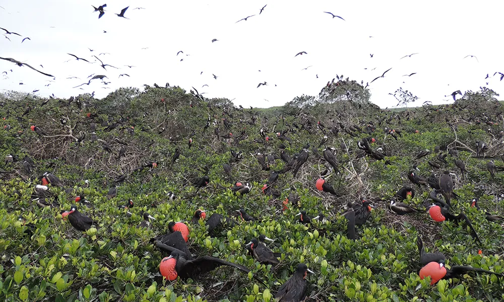 Isla de los Pájaros