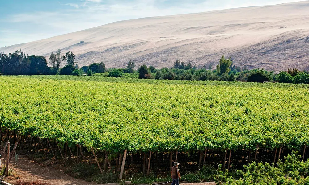 Valle Viejo de Tacna
