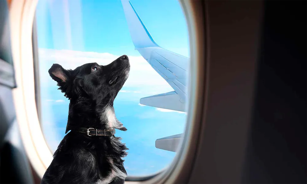 cómo viajar a Perú con tu mascota