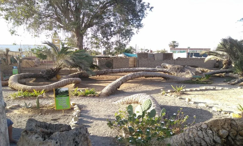 Palmera de las 7 Cabezas en Ica