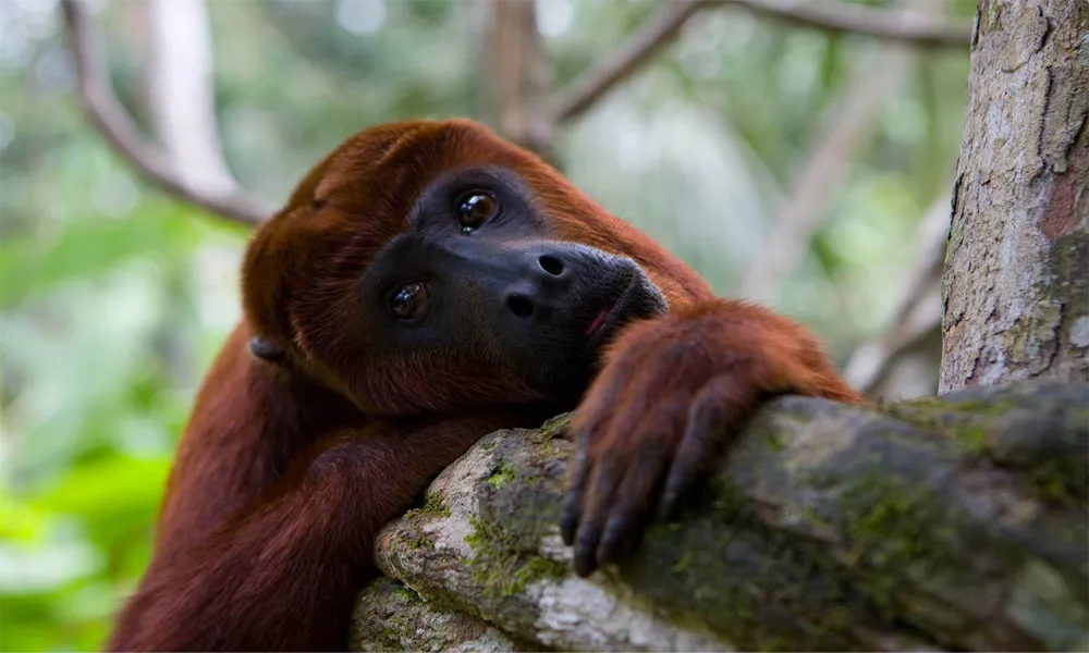TOUR AMAZONAS 2D/1N DESDE IQUITOS
